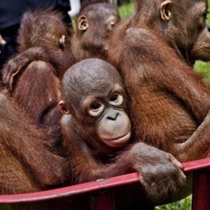 Ciencia.-Cambio climático y demanda de cultivos diezmarán los hábitats naturales Ciencia.-Cambio climático y demanda de cultivos diezmarán los hábitats naturales