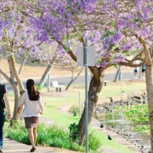Más espacios verdes pueden ayudar a mejorar la calidad del aire y reducir las muertes por enfermedades cardíacas