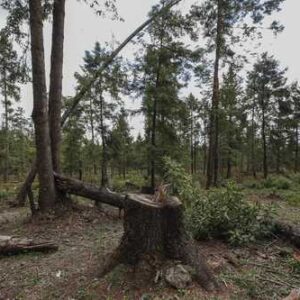 Deforestación, predominante en el cambio de uso de suelo en el país Deforestación, predominante en el cambio de uso de suelo en el país
